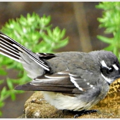 Rhipidura albiscapa (Grey Fantail) at Crooked Corner, NSW - 30 Mar 2022 by Milly