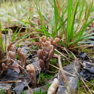 Unidentified Coralloid fungus, markedly branched at Penrose, NSW - 30 Mar 2022 by Aussiegall
