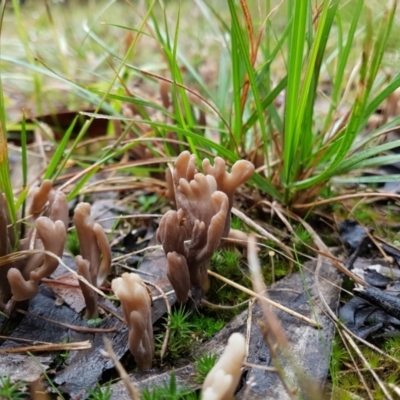 Clavulina sp. (A coral fungus) at Penrose, NSW - 30 Mar 2022 by Aussiegall