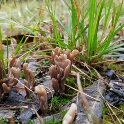 Clavulina sp. at Penrose, NSW - 30 Mar 2022 by Aussiegall