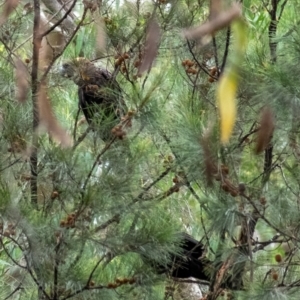 Calyptorhynchus lathami at Tallong, NSW - 26 Mar 2022