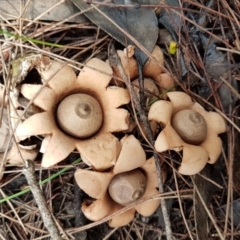 Geastrum sp. at Carrick, NSW - 26 Mar 2022 02:25 PM