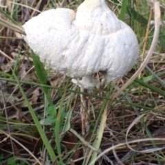 Macrolepiota dolichaula (Macrolepiota dolichaula) at Mount Painter - 22 Mar 2022 by drakes