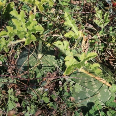 Citrullus amarus (Wild Melon, Camel Melon, Bitter Melon) at West Wodonga, VIC - 27 Mar 2022 by KylieWaldon