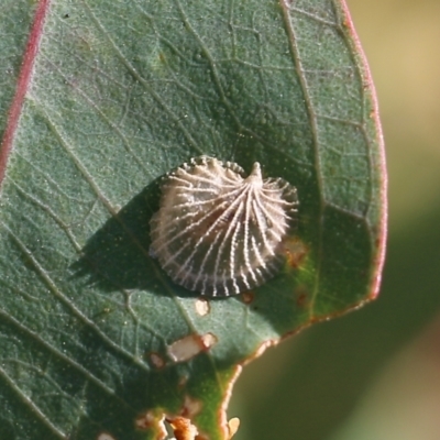 Creiis costatus (A lerp of eucalypts) at West Wodonga, VIC - 27 Mar 2022 by KylieWaldon