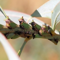 Sextius virescens (Acacia horned treehopper) at West Wodonga, VIC - 26 Mar 2022 by KylieWaldon