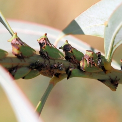 Sextius virescens (Acacia horned treehopper) at West Wodonga, VIC - 26 Mar 2022 by KylieWaldon