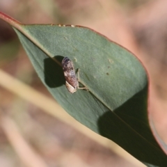 Brunotartessus fulvus (Yellow-headed Leafhopper) at West Wodonga, VIC - 26 Mar 2022 by KylieWaldon