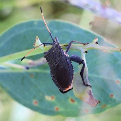 Amorbus sp. (genus) (Eucalyptus Tip bug) at West Wodonga, VIC - 26 Mar 2022 by KylieWaldon