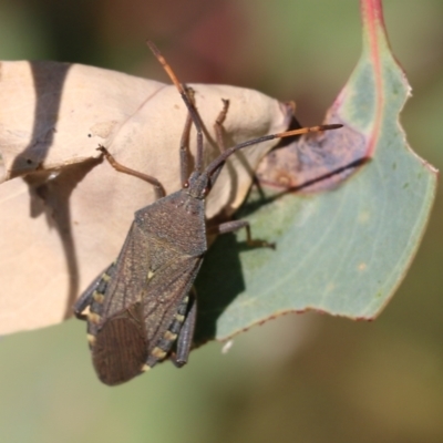 Amorbus (genus) (Eucalyptus Tip bug) at West Wodonga, VIC - 27 Mar 2022 by KylieWaldon