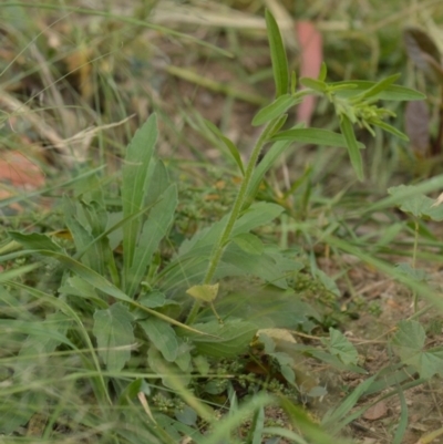 Erigeron sp. (Fleabanes) at Jerrabomberra, NSW - 1 Apr 2022 by Tmac