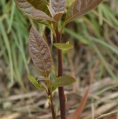 Persea americana (Avocado) at Jerrabomberra, NSW - 1 Apr 2022 by Tmac