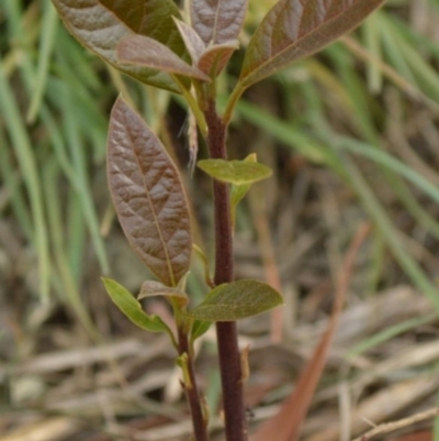 Persea americana (Avocado) at Jerrabomberra, NSW - 1 Apr 2022 by Tmac