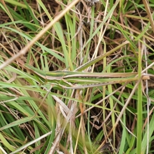 Acrida conica at Yass River, NSW - 29 Mar 2022