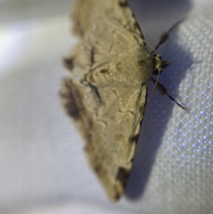 Sandava xylistis at Garran, ACT - 1 Apr 2022