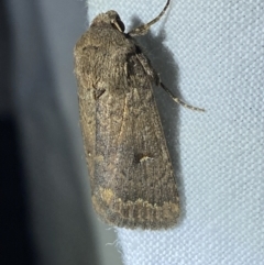 Proteuxoa hypochalchis (Black-bar Noctuid) at Garran, ACT - 1 Apr 2022 by Ned_Johnston