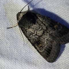 Proteuxoa restituta (Black-bodied Noctuid) at Garran, ACT - 1 Apr 2022 by NedJohnston