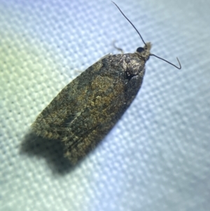 Thrincophora impletana at Garran, ACT - 1 Apr 2022