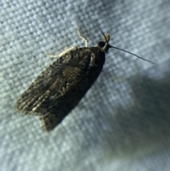 Thrincophora impletana at Garran, ACT - 1 Apr 2022