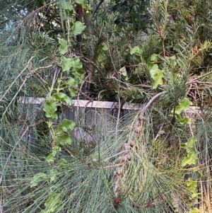 Anredera cordifolia at Hughes, ACT - 1 Apr 2022