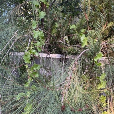 Anredera cordifolia (Madeira Vine ) at Hughes, ACT - 1 Apr 2022 by Ned_Johnston