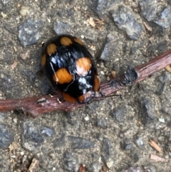 Paropsisterna beata (Blessed Leaf Beetle) at Dickson, ACT - 31 Mar 2022 by NedJohnston