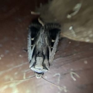 Proteuxoa undescribed species near paragypsa at Garran, ACT - 1 Apr 2022 08:59 PM