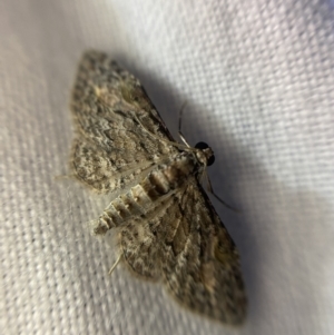 Chloroclystis insigillata at Garran, ACT - 1 Apr 2022