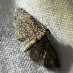 Chloroclystis insigillata at Garran, ACT - 1 Apr 2022