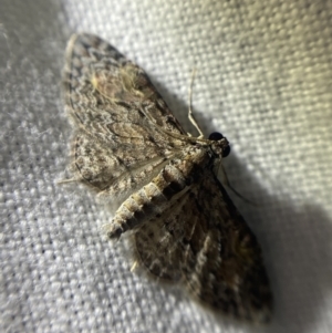 Chloroclystis insigillata at Garran, ACT - 1 Apr 2022