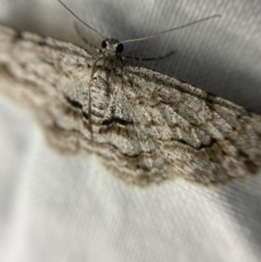 Didymoctenia exsuperata at Garran, ACT - 1 Apr 2022 08:33 PM