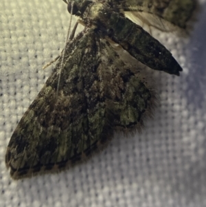 Chloroclystis approximata at Garran, ACT - 1 Apr 2022 08:30 PM