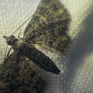 Chloroclystis approximata at Garran, ACT - 1 Apr 2022 08:30 PM