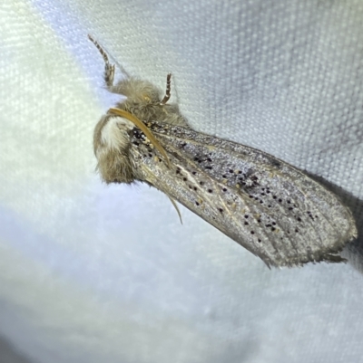 Oenosandra boisduvalii (Boisduval's Autumn Moth) at Garran, ACT - 1 Apr 2022 by Ned_Johnston