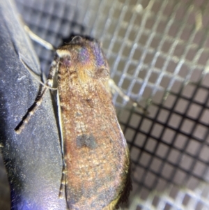 Agrotis porphyricollis at Garran, ACT - 1 Apr 2022 09:17 PM