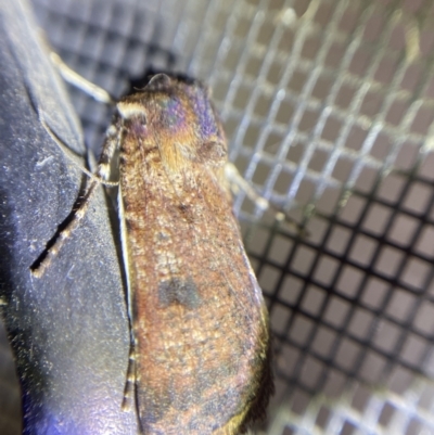 Agrotis porphyricollis (Variable Cutworm) at Garran, ACT - 1 Apr 2022 by NedJohnston