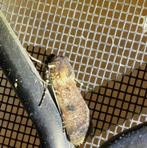 Agrotis porphyricollis at Garran, ACT - 1 Apr 2022