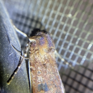 Agrotis porphyricollis at Garran, ACT - 1 Apr 2022