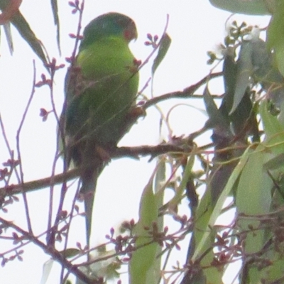 Lathamus discolor (Swift Parrot) at Mount Majura - 2 Apr 2022 by BenW