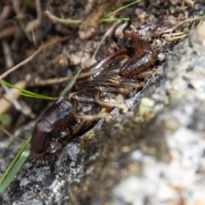 Cercophonius squama at Mount Clear, ACT - 29 Mar 2022 11:52 AM