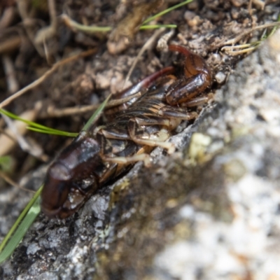 Cercophonius squama (Wood Scorpion) at Namadgi National Park - 29 Mar 2022 by SWishart
