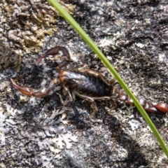 Cercophonius squama at Mount Clear, ACT - 29 Mar 2022 11:52 AM