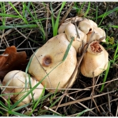 Unidentified Cap on a stem; gills below cap [mushrooms or mushroom-like] at Crooked Corner, NSW - 1 Apr 2022 by Milly