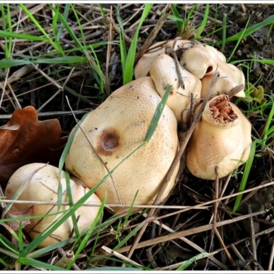 Unidentified Cap on a stem; gills below cap [mushrooms or mushroom-like] at Crooked Corner, NSW - 1 Apr 2022 by Milly