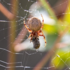 Salsa fuliginata (Sooty Orb-weaver) at Namadgi National Park - 29 Mar 2022 by SWishart