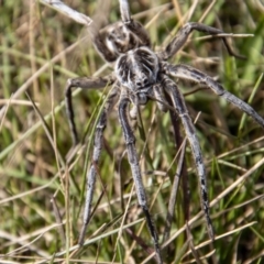 Tasmanicosa godeffroyi (Garden Wolf Spider) at Mount Clear, ACT - 29 Mar 2022 by SWishart