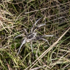 Tasmanicosa godeffroyi at Mount Clear, ACT - 29 Mar 2022 01:33 PM