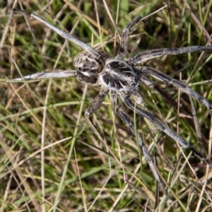 Tasmanicosa godeffroyi at Mount Clear, ACT - 29 Mar 2022 01:33 PM