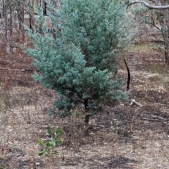 Callitris glaucophylla (White Cypress Pine) at Killawarra, VIC - 2 Apr 2022 by Darcy