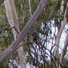 Geopelia placida (Peaceful Dove) at Killawarra, VIC - 1 Apr 2022 by Darcy